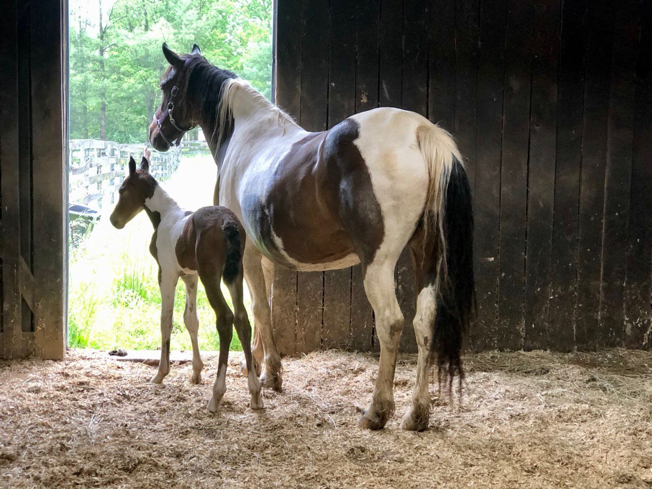 Horse Hope with as-yet unnamed colt